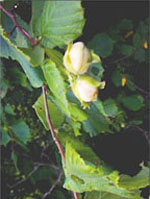 MSA CORYLUS AVELLANA 50 ML - Farmacia Dott. Pasquale Russo